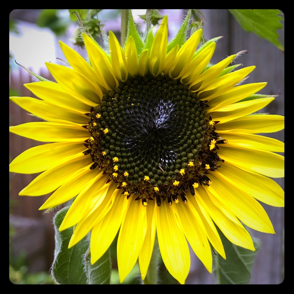 Meet your Posher, J.